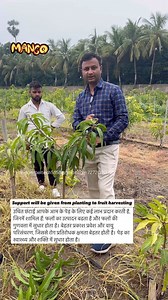 17K views · 1.6K reactions | KESAR MANGO PRUNING @indoisrael_technology, Support will be given from planting to fruit harvesting 7272070758 | Indoisrael technology & tips | Facebook