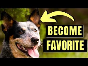 7 Ways Blue Heelers Choose Their Favorite Person