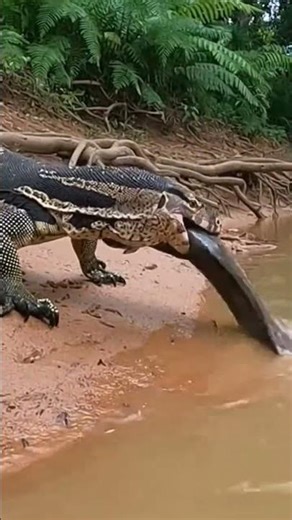 Nature’s Silent Hunter – Brutal Monitor Lizard Feeding Caught on Camera #monitorlizard #worldlizardd