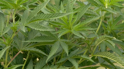 Alabama's first medical cannabis dispensary almost ready to open, according to regulatory commission