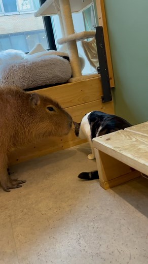 capybara cafe TOKYO &cat capynekoカピバラカフェ/カピねこ on Instagram: "Kii-chan deepens her friendship with Tuna😆 ツナくんと友情を深めるきーちゃん😆 ⚠️要予約 ・ホームページで予約をお願いします。 HPはプロフィールのリンクから開けます。 ⚠️Reservation require ・Booking through the website is the surest. The link is in my profile. #cat#tokyo#kitijoji#capybara #animalcafe #catsofinstagram #catcafe#capibara #rescuedcat #카피바라#水豚君 #水豚 #カピバラ #カピねこカフェ#猫#ネコ#子猫#里親募集中#里親募集 #ねこすたぐらむ #猫カフェ #動物カフェ #ねこ好きさんと繋がりたい #カピバラ好きな人と繋がりたい #ふれあい動物園 #カピバラさん #カピバラカフェ #保護猫 #吉