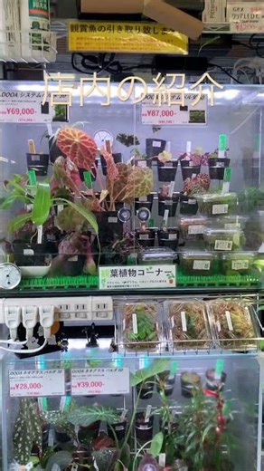 #aquarium #aquariumhobby #aquariumlife #ada #熱帯魚 #아쿠아리움 #japan #日本 #福岡 #爬虫類 #ハムスター #亀 #トカゲ #九州