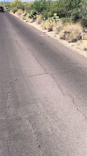 Rattlesnake Sighting at Saguaro National Park