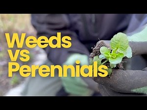 Weeds vs Perennials & How to Learn the Difference | Perennial Garden
