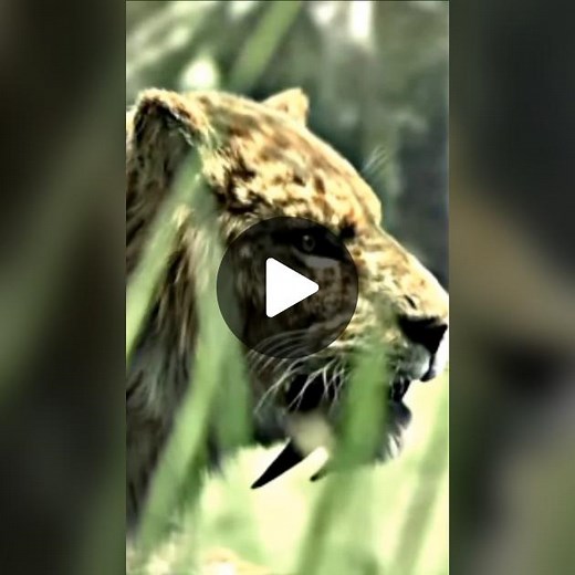 #juassicworld#smilodon#mammoth#rexy#tyrannosaurusrex#trex#giganotosaurus#spinosaurus#indominusrex#megalodon#jurassicpark#jurassicworldfallenkingdom#battle#battleroyale#vs#vsbattle#🥶#