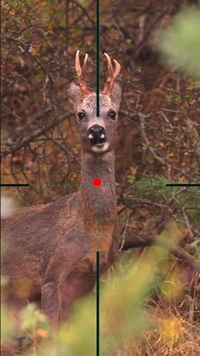 gazelle shooting | tir de gazelle | caccia alla gazzella | صيد الغزال