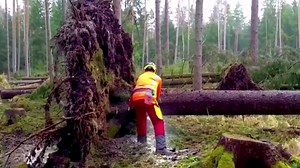 Extreme Power of the Fastest Chainsaw Machines Cutting Trees