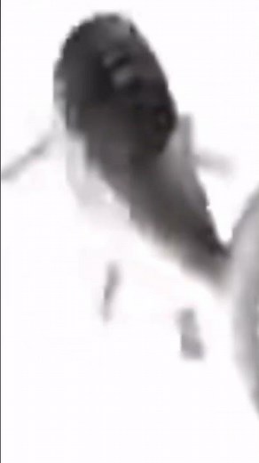 fish spinning while funky town low quality Is on #epik #what #funkytown #lowqualityvideo #fish