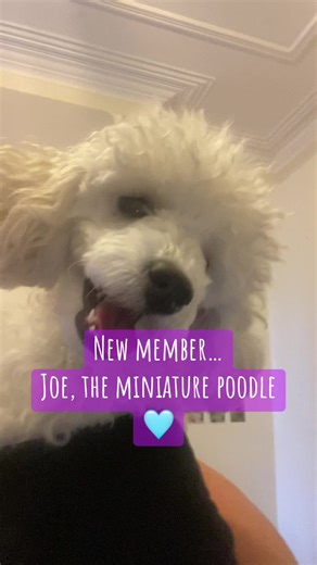 Poochie Pups on TikTok