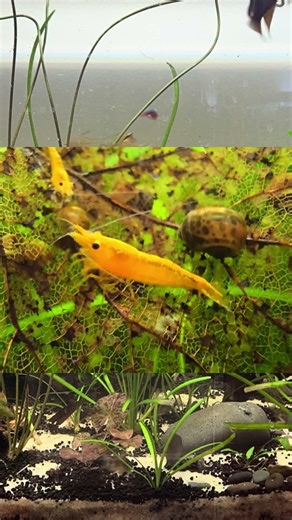 What is cycling a tank and why is it important? Fish keeping advice for beginners #fishtank