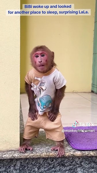 BiBi the Monkey Looks for a New Sleeping Spot