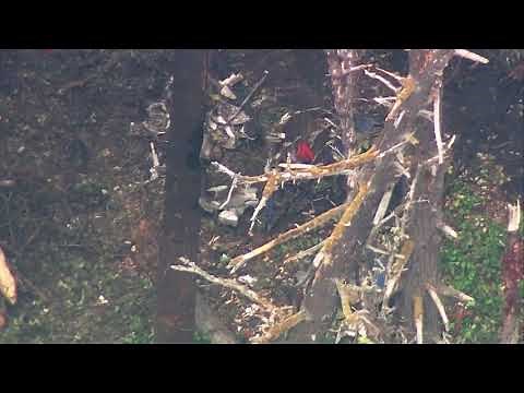 RAW: SkyKING flies over wreckage of stolen plane that crashed on Ketron Island