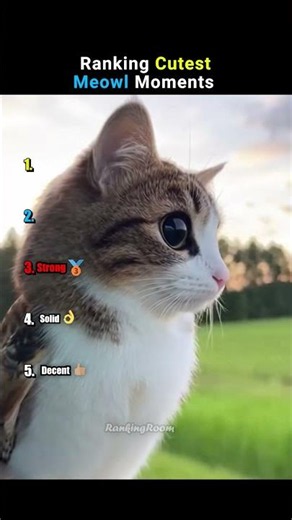 Ranking Cutest Meowl Moments #funnycats #shorts #meowl