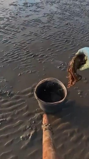 The Art of bait pumping fresh worms😁😁