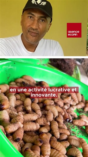 Savez-vous qu’un simple insecte peut représenter une véritable opportunité économique ? Direction Bonoua (Côte d’Ivoire) à la rencontre d’un entrepreneur ivoiro-libanais qui a transformé l’élevage des hannetons en une activité lucrative et innovante. #AgenceEcofin | AgenceEcofin