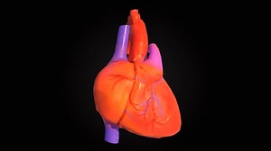 Heart, Anatomy, Pulse. Free Stock Video
