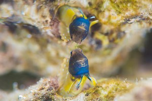 恩納村タイドプール・潮だまりの撮影