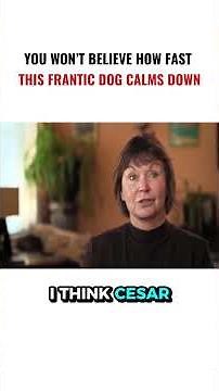 You Won’t Believe How Fast This Frantic Dog Calms Down