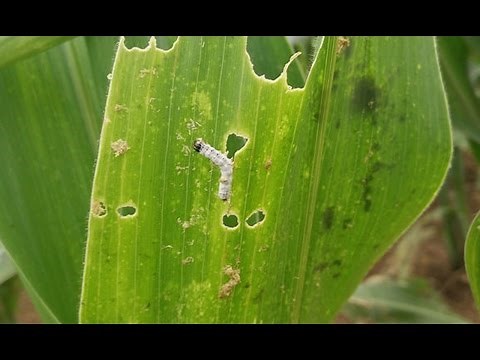 Fall armyworm, a new pest threatening food security in Africa