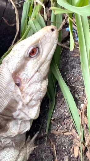 With these two I will hopefully be able to produce albino babies! 🤞🏼 #tegu #albinotegu #bluetegu #tegulizard #lizardking #stayhomestaystrong #reptil