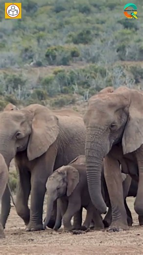 Asian Elephant 🐘 | Memory Masters & Nature’s Architects #WildlifeFacts #ElephantLove #NatureShorts