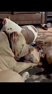 44K views · 891 reactions | Romancing your girl while your lil’ bros in the room. #fyp #dog #romance #silly #loveislove #funnyanimals #funnydogs #laughing | Sampson TheVelvet Moose | Facebook