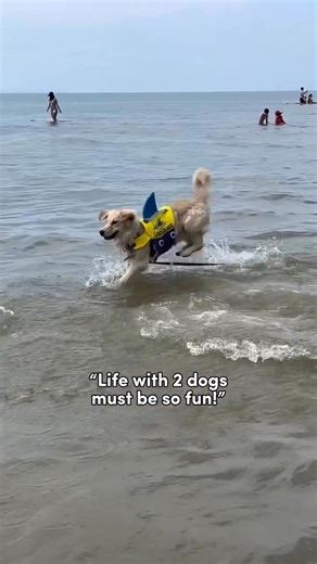 Life with two dogs is full of fun (and messes!)🐶🐶 #cleanwithlibman 🎥 - @daisythegoldiee | The Libman Company