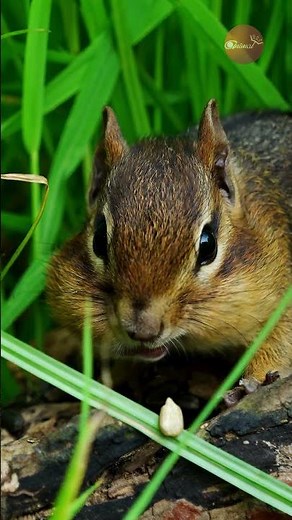 The Cutest Chipmunk I've Ever Filmed