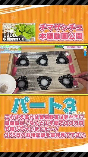 家庭菜園で育てるサンチュの育成方法
