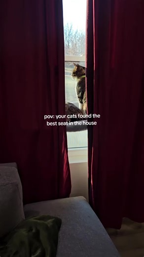 these window cat beds are a big hit and they love napping here when the sun starts to set in rhe west #catsoftiktok #kittensoftiktok #broccoliandpesto #catbed #windowperch