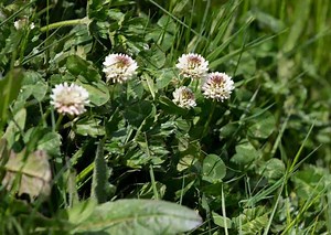 How to Grow and Use White Clover