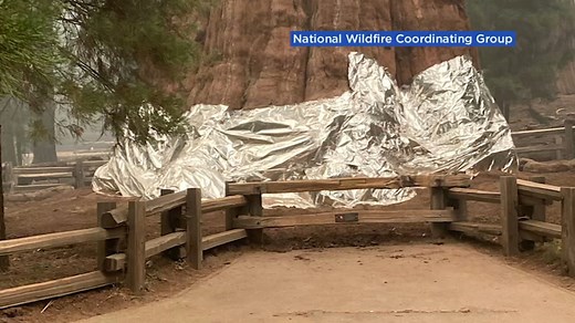 Firefighters wrap Sequoia trees with foil blankets in hopes of protecting them from burning