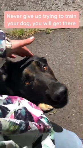 Mastering Heel Work with Your German Shepherd - Dog Training Tips