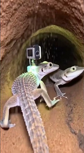 Knob-Tailed Gecko POV: Micro Camera Explores Deep Australian Desert Burrow