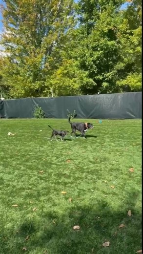 Check out Abby and her mini-me! 🥰 Just like Clyde, we have been testing out some of our long-timers with new doggy friends, and it’s safe to say that Abby (and her little shadow, Sweet Pea) has a new friend! These two played so well together, and Abby was incredibly gentle and patient with Sweet Pea’s puppy energy. We think Abby could do well in a home with a puppy or smaller dog with a guided introduction, which our team can help you with! Abby is 4 years old and a big girl at nearly 100 pound