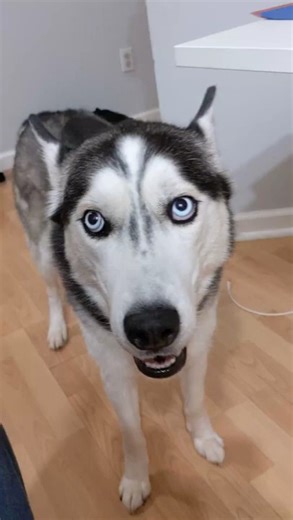 My Husky says I love you #husky #dog #siberianhusky #huskylove #talkingdog #love #cute | The Husky Moon