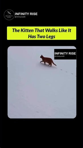 This kitten walks like it’s on two legs!