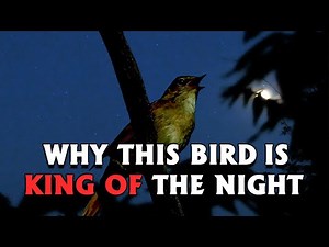 NIGHTINGALE Singing in the Night *rare footage*