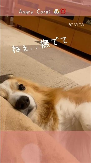 すねて怒ったコーギー Angry Corgi🐶