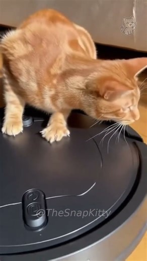 Cat Surfs Roomba Then INSTANTLY Regrets It 😹