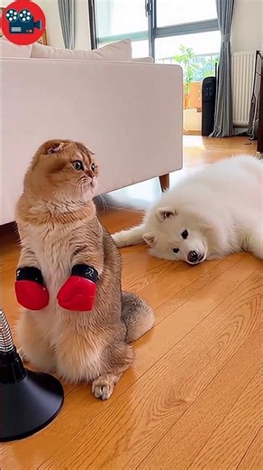 Funny cat practicing boxing scared funny dog ​​so much it fainted😂