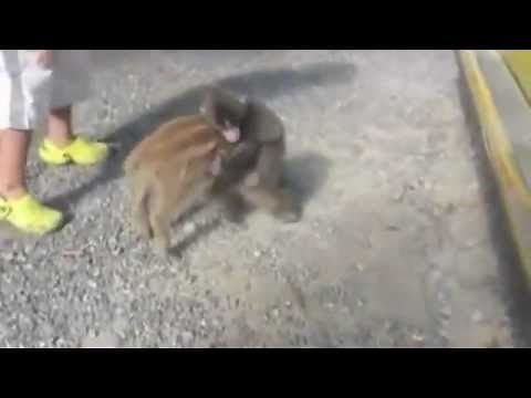 baby monkey riding on a pig!