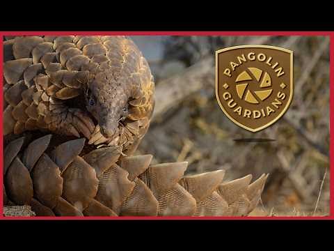 How YOU can help SAVE the Pangolins of Africa!