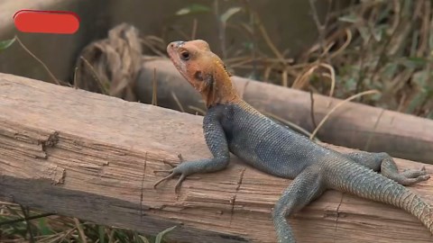 Ghana: Africa’s Peaceful Powerhouse with a Legacy That Inspires the World