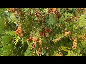 Spectacular Cupressaceae Seeds