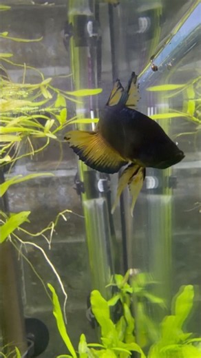 Betta Fish Flaring in a Planted Community Aquarium 👀🐟