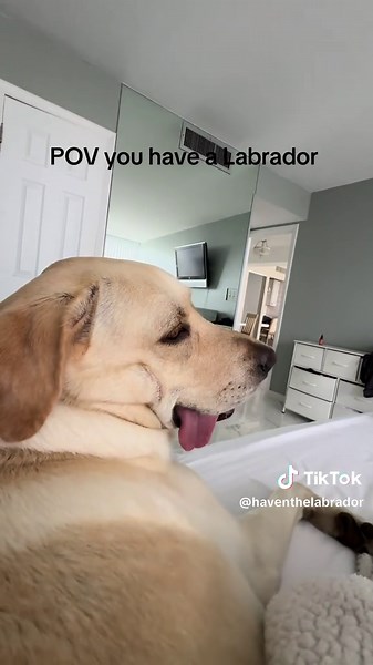 Caring for Your Panting Great Pyrenees and Labrador