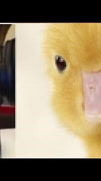 DONI BOBES FACE REVEAL!!!! + His first ever video!!!