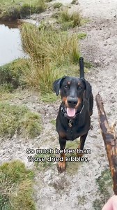 ‘Natures Menu has made switching my dog to a raw diet super simple! I got a tailored meal plan for my dog that meets all of his specific needs and it’s delivered right to my door. They are crafted by experts so I know I can trust what I’m feeding her and it contains natural raw ingredients. If you want to make the switch for your dog but don’t know where to start, try Natures Menu!’ - Sofia | Natures Menu