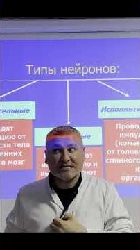 Какие бывают чувствительные нейроны. Как они работают